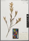 Foto von Salix purpurea L.